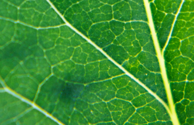 Detailní záběr na list rostliny